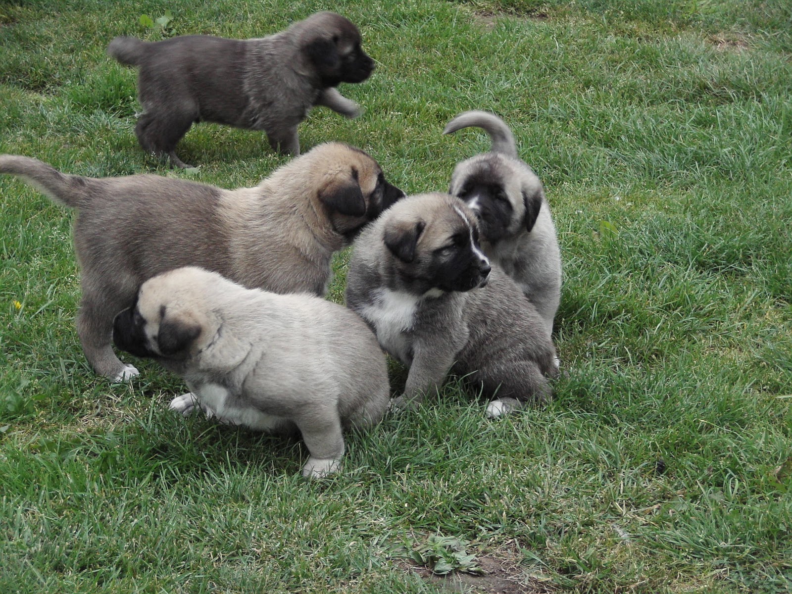 Cerco Cuccioli Di Pastore Kangal Turco