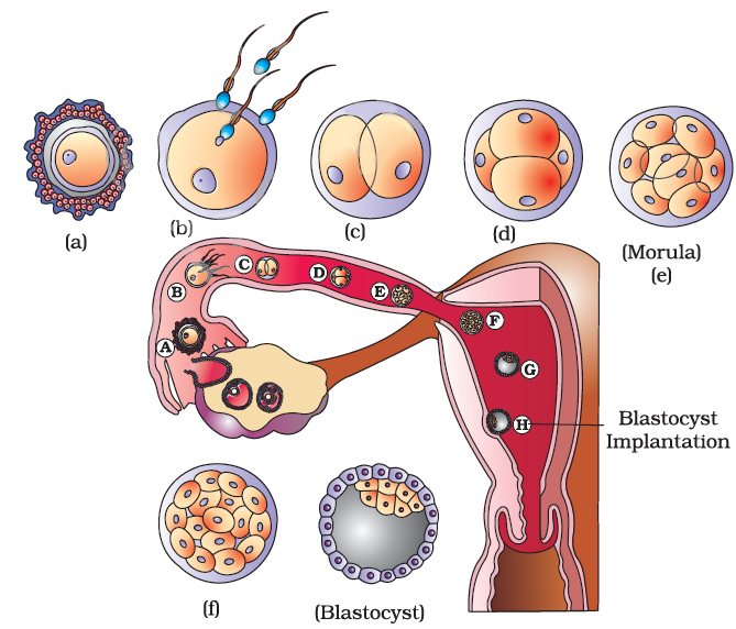 Human Reproduction Notes Class 12 Part 6 Fertilization And Implantation