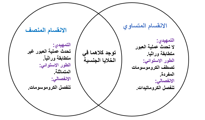 رتب أطوار الانقسام المنصف المبينة بالرسم أدناه.