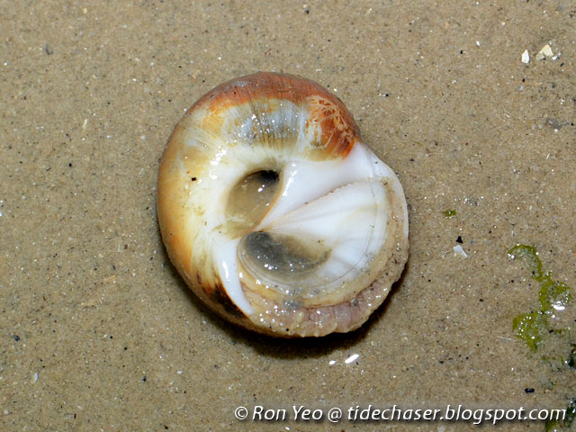 tHE tiDE cHAsER: Moon Snails (Phylum Mollusca: Family Naticidae) of ...