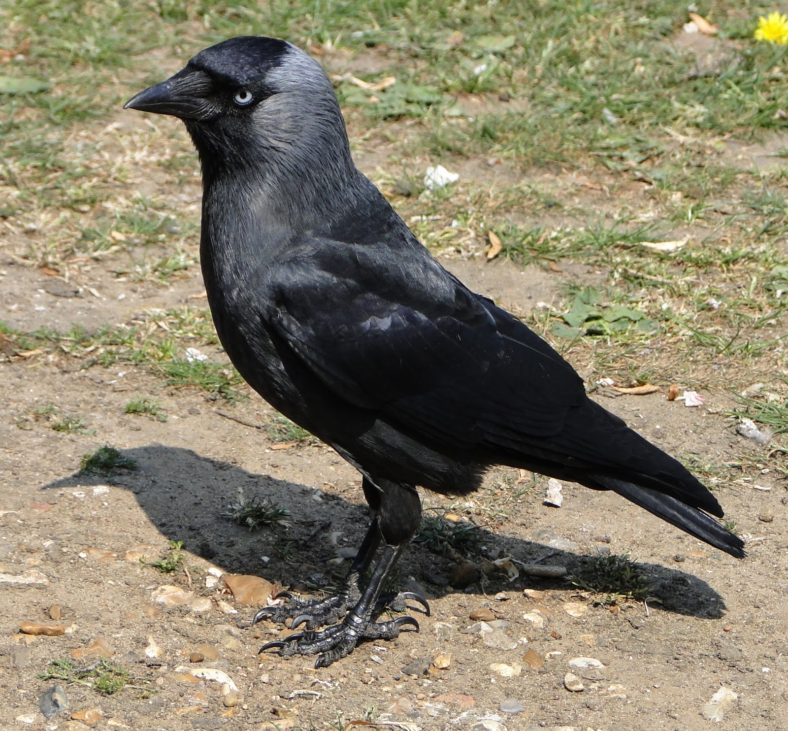 Семейство вороновых 5 букв. Галка птица. Черная Галка. Черная птица с серой головой. Птица похожая на ворону.