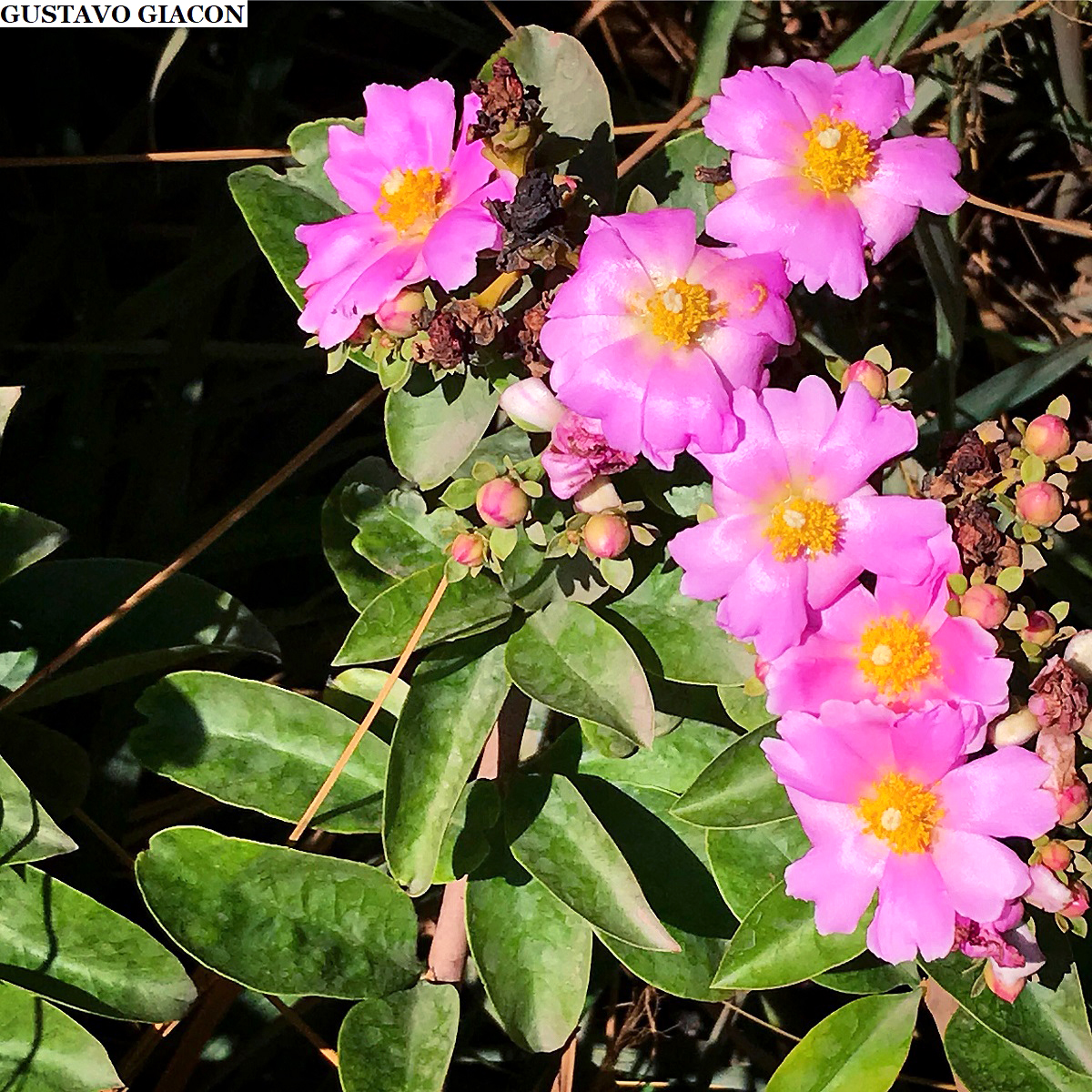 Viveiro Ciprest - Plantas Nativas e Exóticas: Ora-pro-nobis Rosa - Pereskia  grandifolia