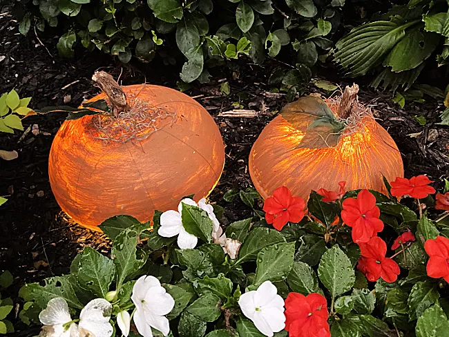 lit up pumpkins in the garden