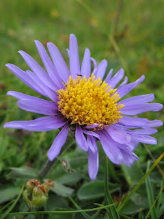 Aster alpinus