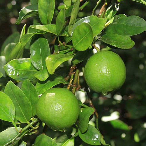 32 Benefits of Lime (Citrus aurantifolia) for Health and Beauty
