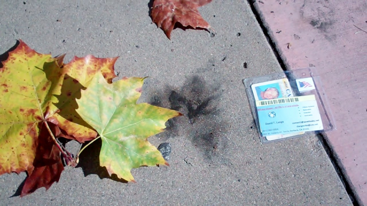 Barbara leaf essay 02 image