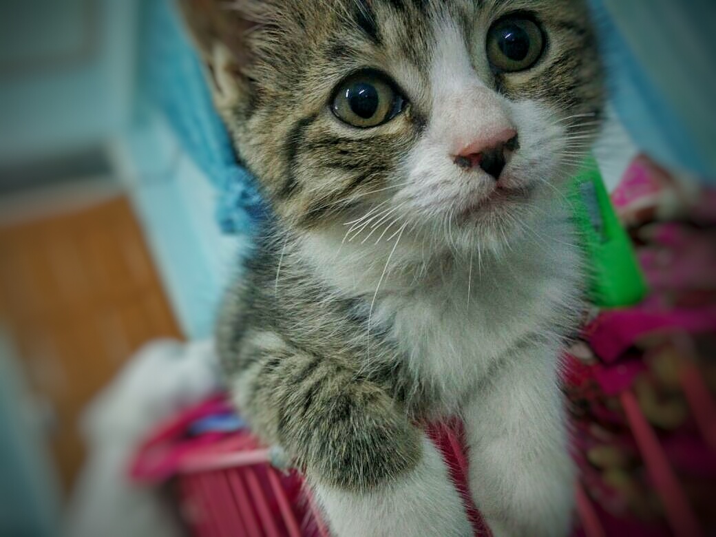 Dicakar Kucing! Apa Akan Jadi Seterusnya? - " Cahaya Yang Riang Gembira