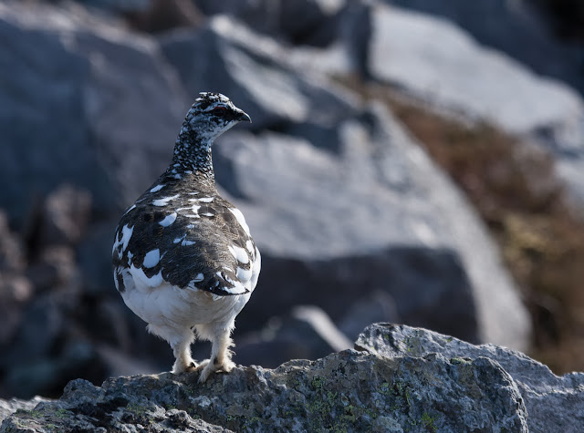 Photo of A rear view clearly showing the feathered legs and feet which help to support them in deep snow and keep them warm