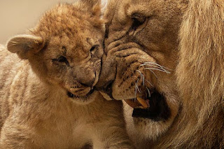 Lion Images Lion Images