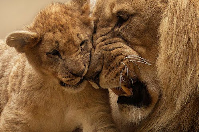 Lion Images Lion Images
