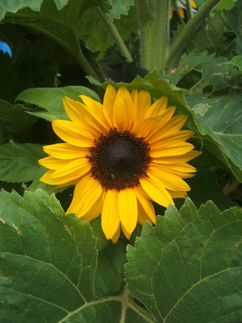 beautiful sunflowers on our allotment plot