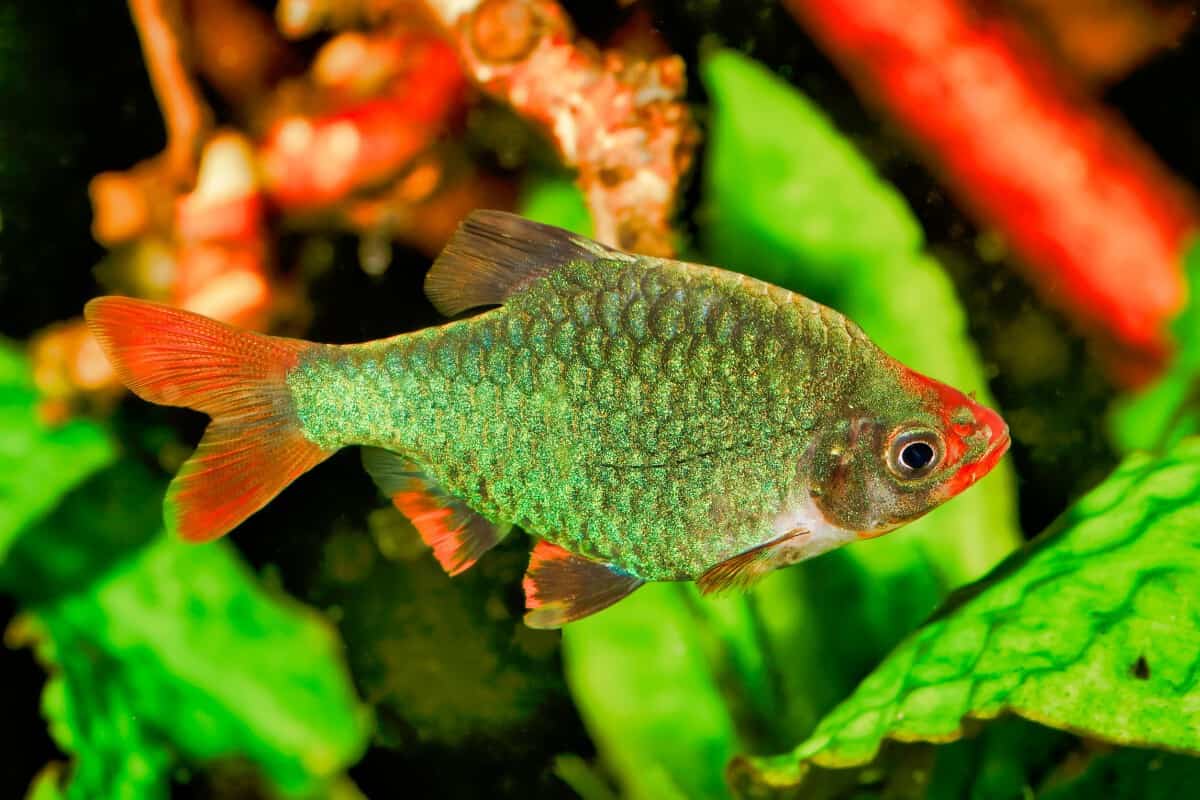 Jenis Ikan Sumatra Atau Tiger Barb Beserta Harganya Ikanesia.id