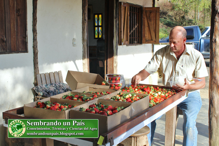 producción de fresas en El Jarillo Estado Miranda