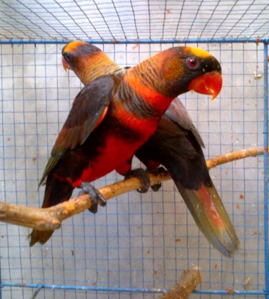 14++ Jenis burung nuri hijau terbaru