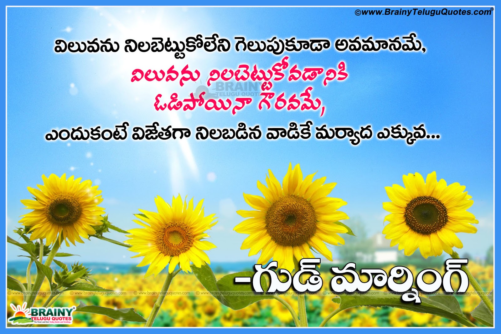Telugu Daily Good Morning Quotes with hd sun flowers Images