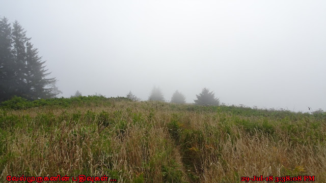 Hart's Cove Trail Meadow