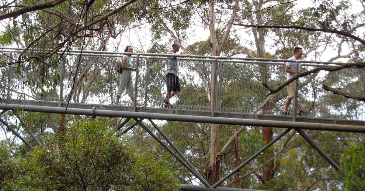 The Happy Pontist Australian Bridges 2. Illawarra Fly Treetop Walk
