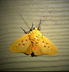 Magnetic Island Moths.