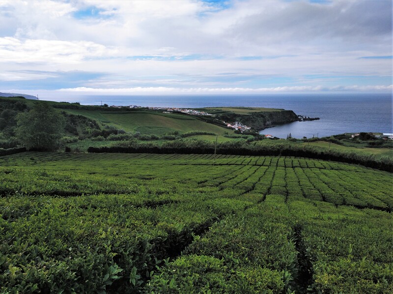 Plantaciones de té en el norte de la Isla de São Miguel, en Azores