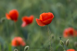 Naturfotografie Makrofotografie Lippeaue