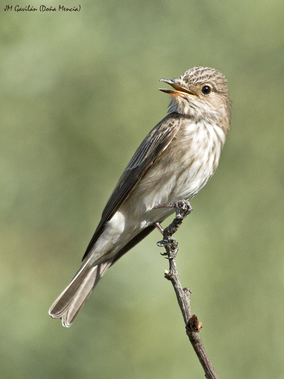 Fotografía de Naturaleza - JM Gavilán: Papamoscas gris (Muscicapa striata)