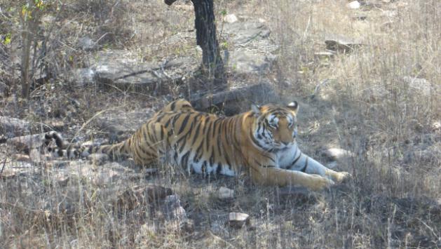 Tigress of Kanha, Panna National park, tiger reserve, UNESCO, tigress of Panna, delivered 7 litters with 21 cubs, Pench National Park with 29 cubs in 8 litters,