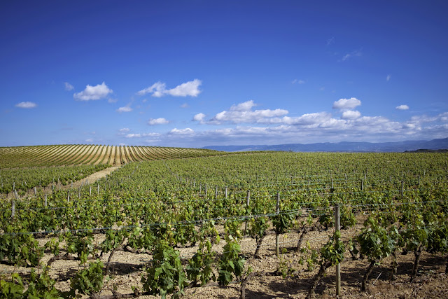 Mar de Viñedos en Rioja Alavesa