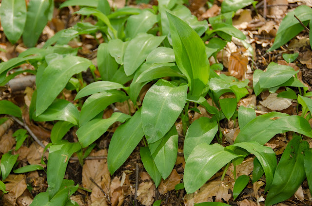 Wild Bear Garlic - Wild Garlic - Bear's Garlic - Allium ursinum -  edible herb with remarkable curative power