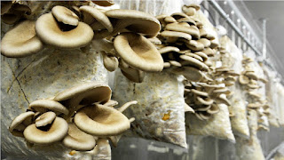 Mushroom farming training in Kolhapur
