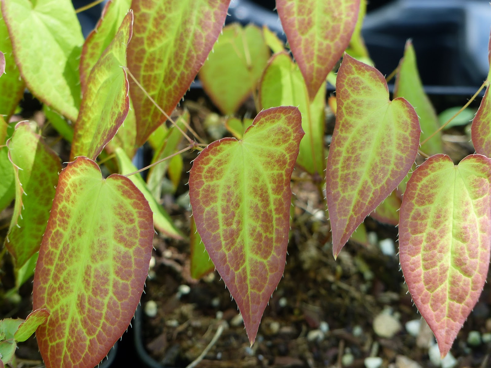 Temps De Jardin Avril 2018