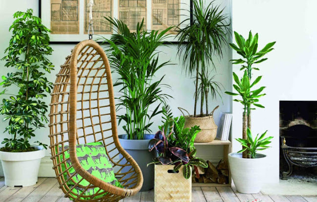 Large Indoor Plants And Trees