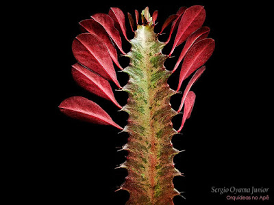 Suculenta Euphorbia trigona