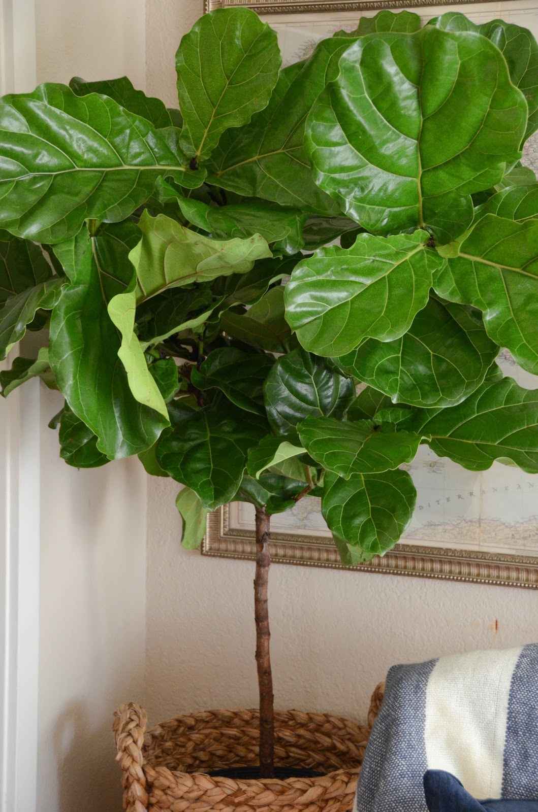IRON & TWINE Fiddle Leaf Fig Tree