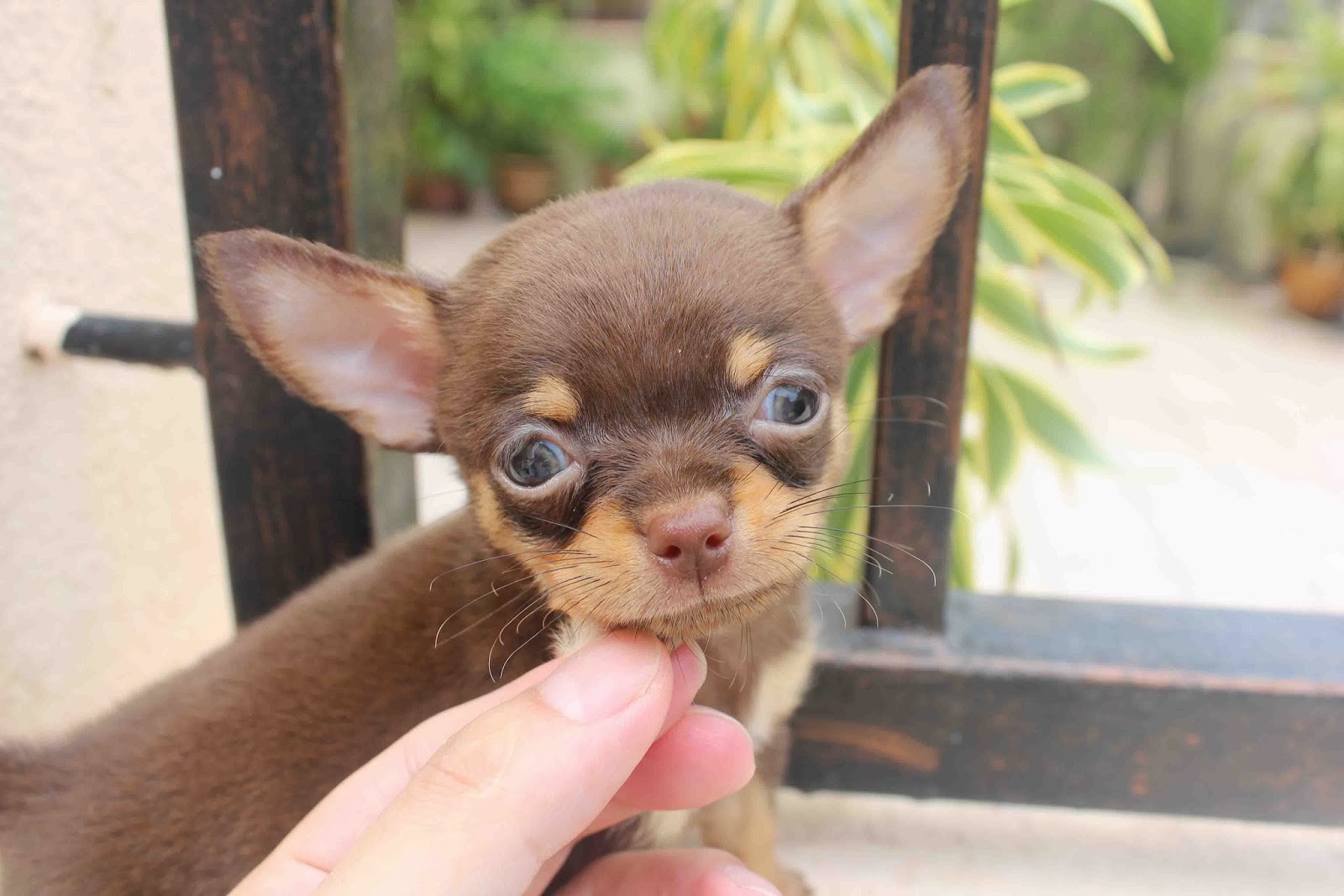 43+ Chocolate Colored Chihuahua Image Bleumoonproductions