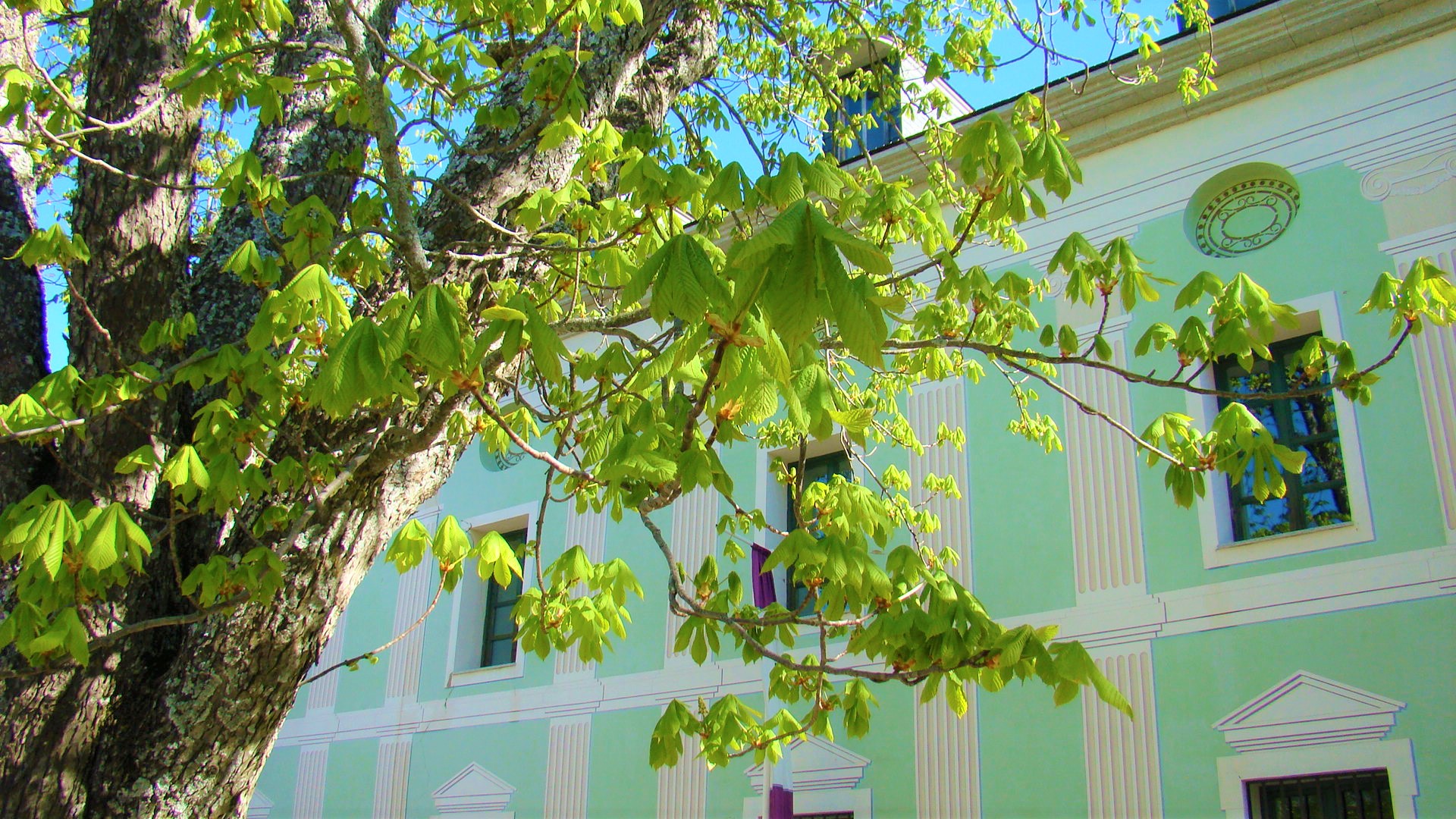 Castaños de indias (Aesculus hippocastanum L., Sp. Pl.).