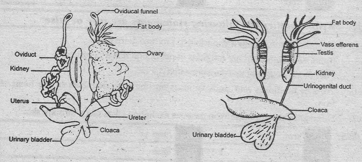 Fish Excretory System