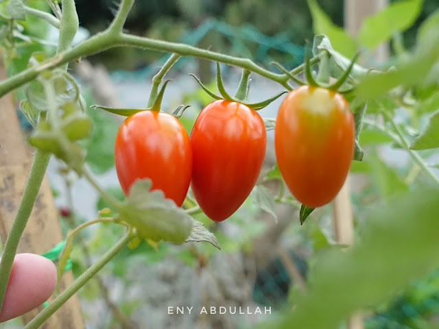 Tips tanam tomato, tips semai benih tomato, baja pokok tomato, baja kopi, Baja AB,