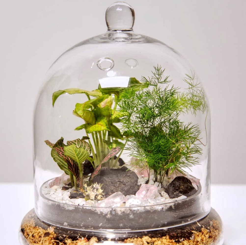 Make a tropical cloche terrarium