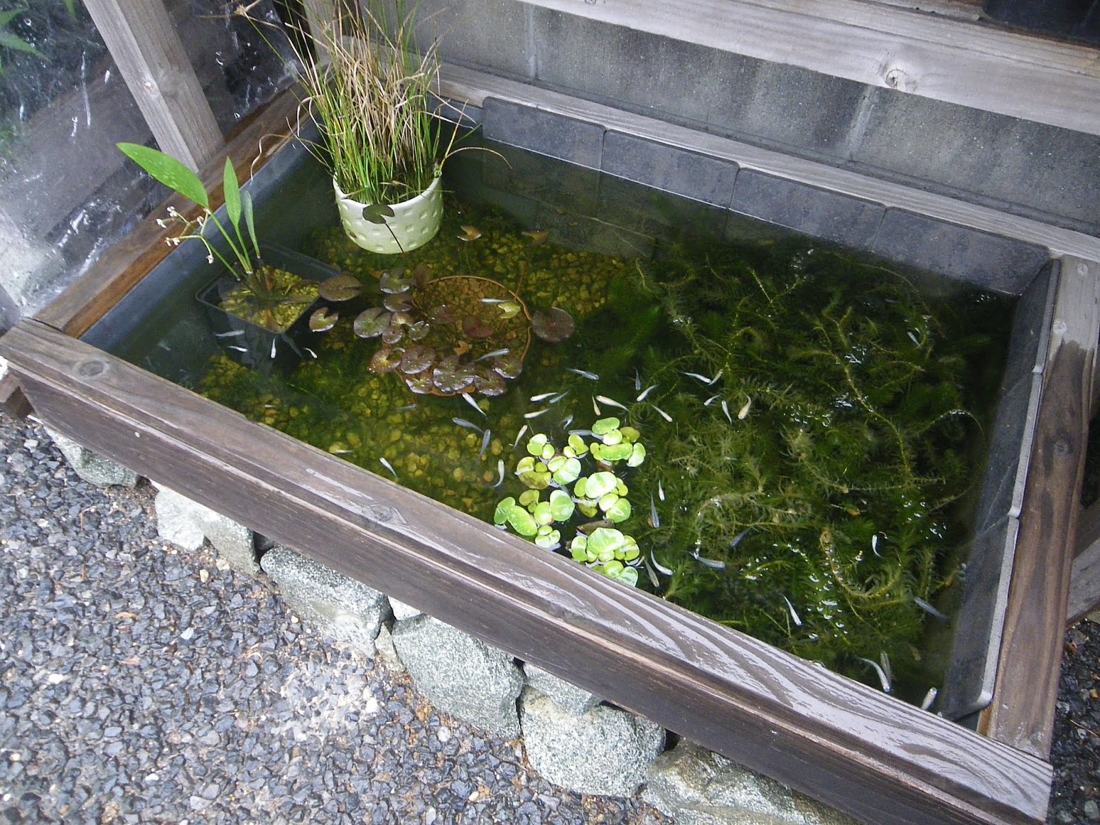 メダカのビオトープは 日当たり 水草 飼育水の水質を管理しましょう メダカの大工