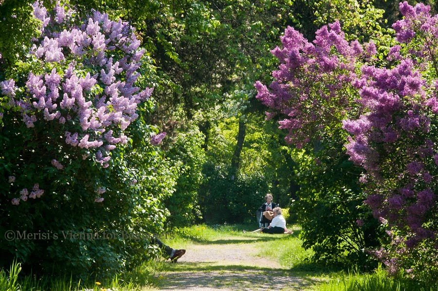 Three Dogs In A Garden Lilacs Planting Care And Pruning