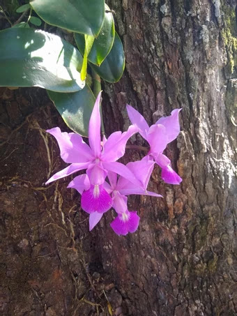 Orquídea Selvagem, Natascha Duarte