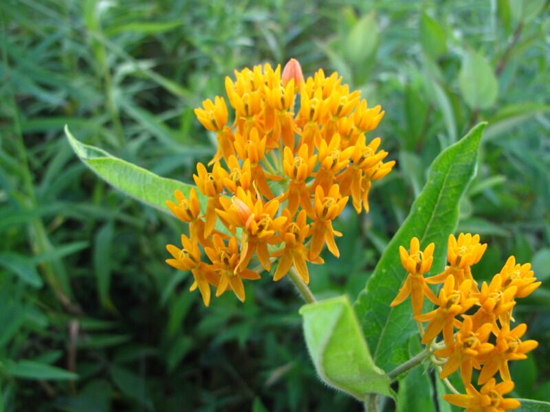 The Joyce Road Neighborhood Wildflower Orange Milkweed
