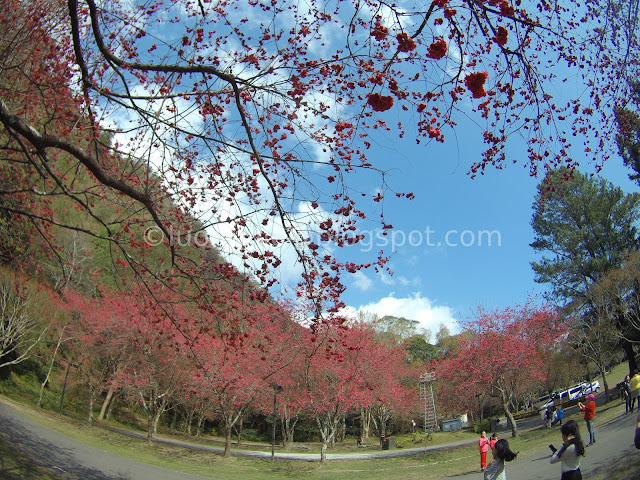 Aowanda cherry blossoms