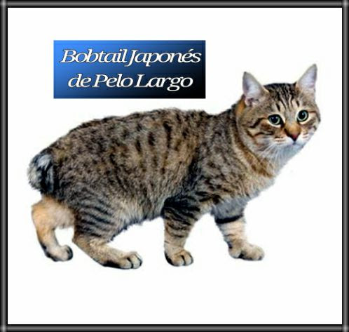 Bobtail Japonés de Pelo Largo