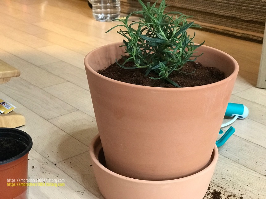 이케아 정원용품으로 반려동물과 봄맞이 시작하기 IKEA Air purification plant with cat