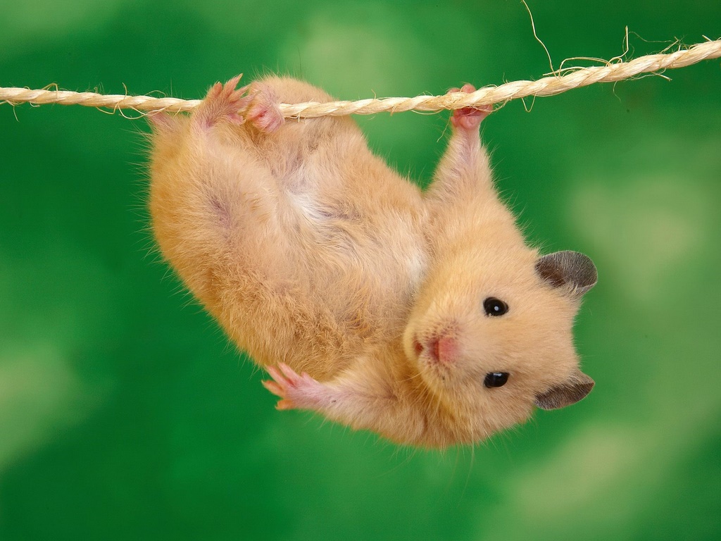 Funny Animals: Funny Hamster Pictures,Images