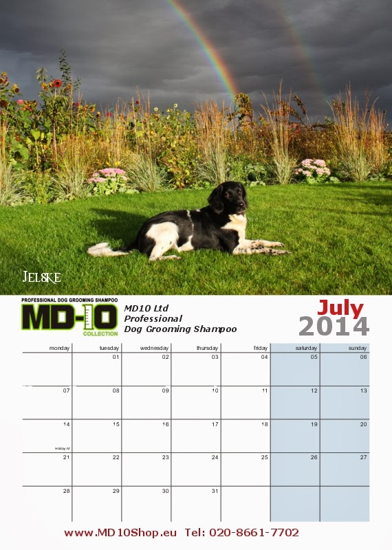 Professional Dog Grooming Shampoo MD10 Collection Champu para Perros