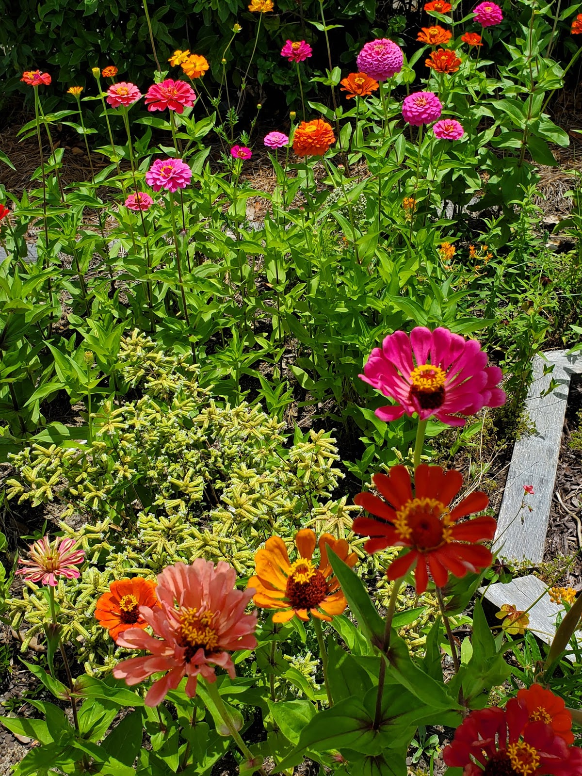 Sparrow Tree Journal From the camera roll this week...