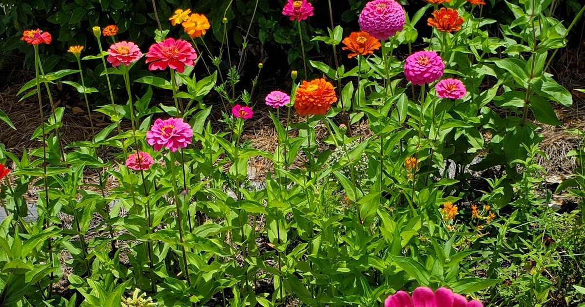 Sparrow Tree Journal From the camera roll this week...