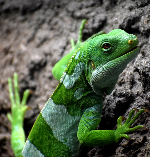 Iguana | Zoo Atlanta | Photo: Travis S. Taylor